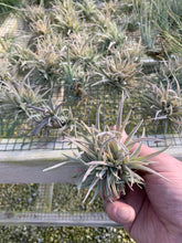 Load image into Gallery viewer, Tillandsia Harrisii Clump Small