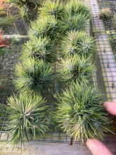 Load image into Gallery viewer, Tillandsia ionantha &quot;Star&quot;-Clumps