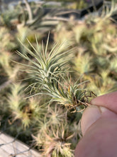 Load image into Gallery viewer, Tillandsia Funckiana-Small Single Plants