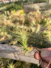 Load image into Gallery viewer, Tillandsia Funckiana-Small Single Plants