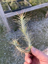 Load image into Gallery viewer, Tillandsia Funckiana-Large Single Plants