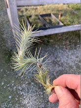Load image into Gallery viewer, Tillandsia Funckiana-Large Single Plants