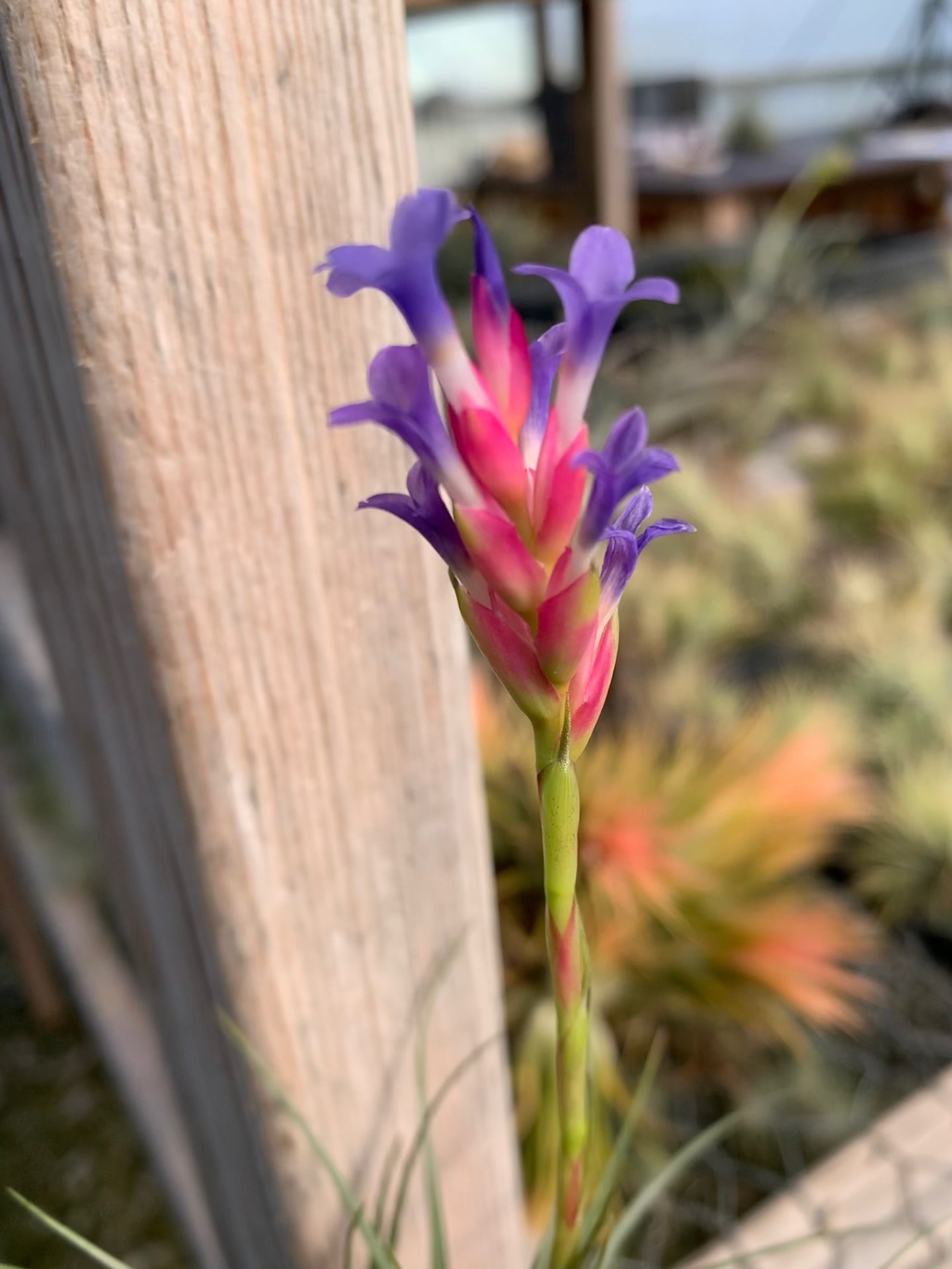 Tillandsia tenuifolia Blue Flower