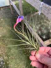 Load image into Gallery viewer, Tillandsia tenuifolia Blue Flower