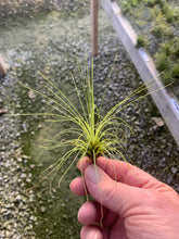 Load image into Gallery viewer, Tillandsia Filifolia - 2 to 4&quot;