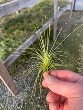 Load image into Gallery viewer, Tillandsia Filifolia - 2 to 4&quot;