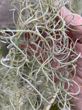 Load image into Gallery viewer, Tillandsia usneoides- Curly Form