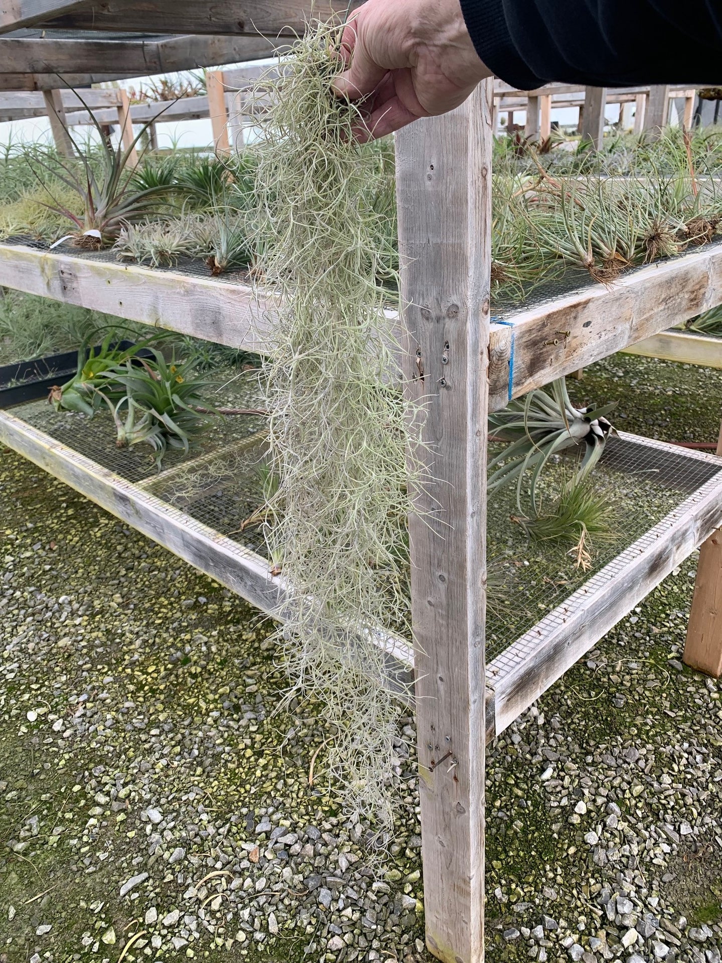 Tillandsia usneoides-U.S. Form