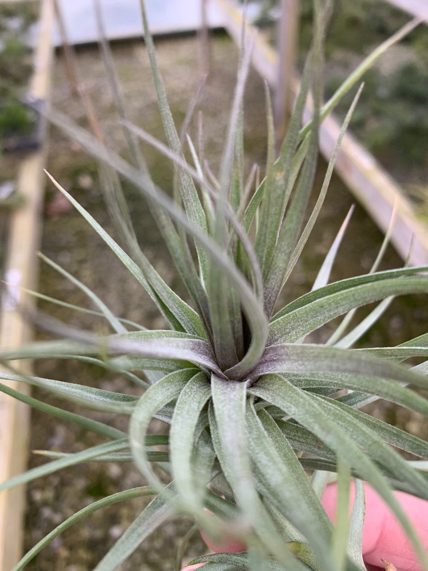 Tillandsia tenuifolia Purple Torch