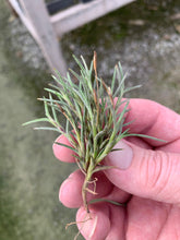 Load image into Gallery viewer, Tillandsia Capillaris- Small Portion