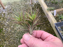 Load image into Gallery viewer, Tillandsia Aeranthos Bronze Clump