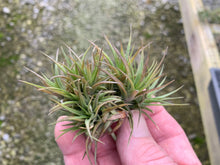 Load image into Gallery viewer, Tillandsia Aeranthos Bronze Clump