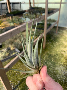 Tillandsia weberi