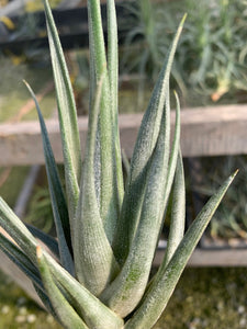 Tillandsia weberi