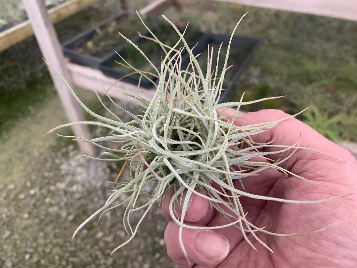 Tillandsia Chusgonensis