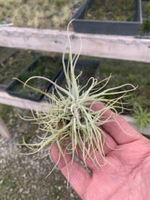 Load image into Gallery viewer, Tillandsia Chusgonensis