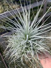 Load image into Gallery viewer, Tillandsia tectorum -Ex-Large Specimen Plant with Pups