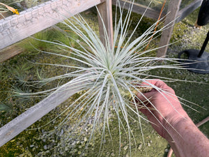 Tillandsia tectorum -Large Plants