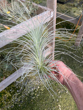 Load image into Gallery viewer, Tillandsia tectorum -Large Plants