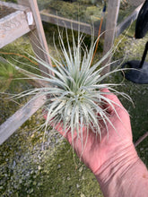 Load image into Gallery viewer, Tillandsia tectorum -Medium Plants