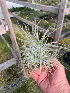 Tillandsia tectorum -Medium Plants