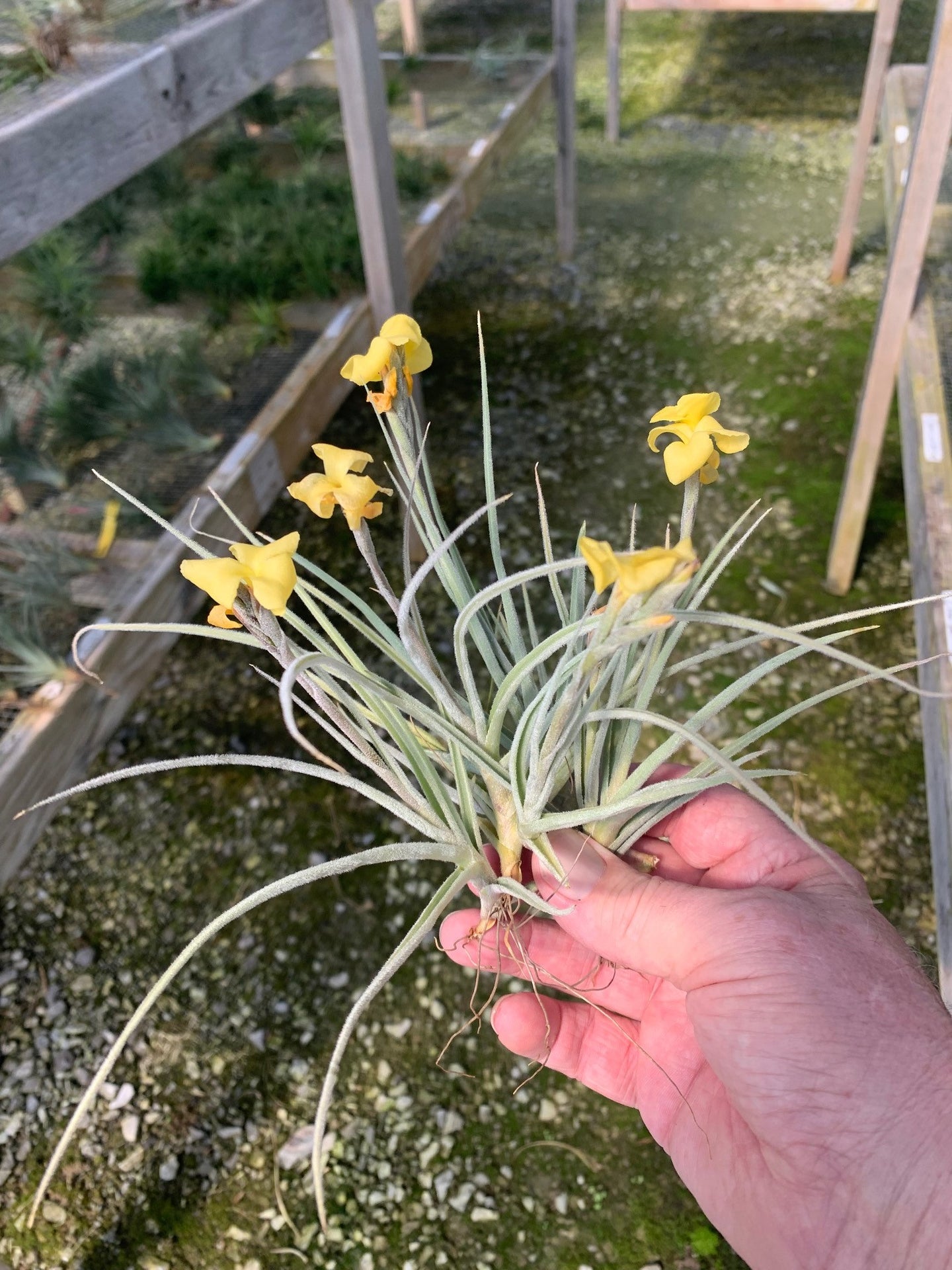 Tillandsia Caliginosa x Crocata