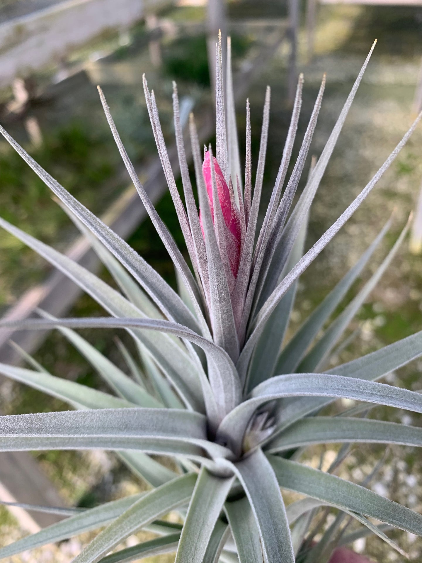 Tillandsia Purpurea v Purple