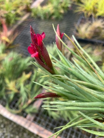 Tillandsia X Mystic Burgundy-(muhriae x albertiana)