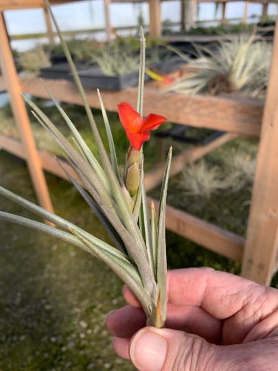 Tillandsia X Mystic Flame