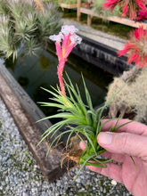 Load image into Gallery viewer, Tillandsia Araujei Hybrid Giant