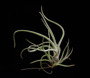 Tillandsia baileyi – 15 à 20cm - Fourmiculture