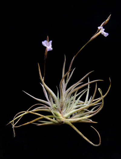 Tillandsia Bandensis