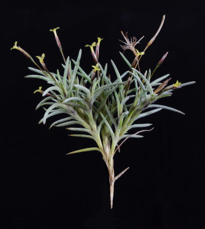 Tillandsia Capillaris- Small Portion