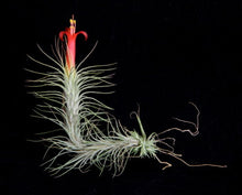 Load image into Gallery viewer, Tillandsia Funckiana-Medium Single Plants