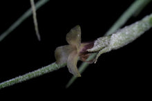 Load image into Gallery viewer, Tillandsia X Kimberly- Usneoides x recurvata
