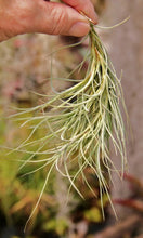 Load image into Gallery viewer, Tillandsia X Kimberly- Usneoides x recurvata