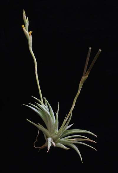 Tillandsia Loliacea