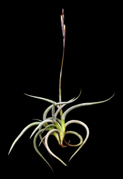 Tillandsia Myosura