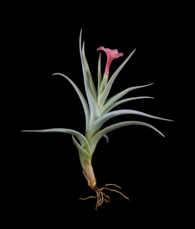 Tillandsia X Mystic Rainbow