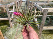 Load image into Gallery viewer, Tillandsia Stricta Black Tip- Single Small Plants