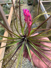 Load image into Gallery viewer, Tillandsia Stricta Black Tip- Single Small Plants