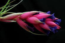 Load image into Gallery viewer, Tillandsia Stricta Magenta-Single Small Plants