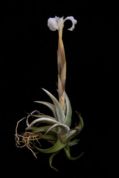 Tillandsia xiphioides