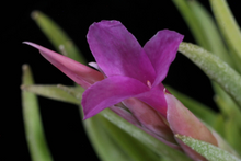 Load image into Gallery viewer, Tillandsia Argentina