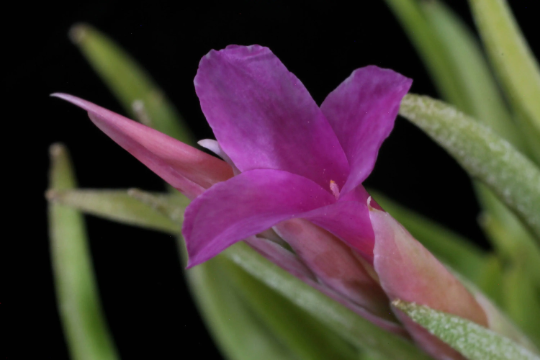 Tillandsia Argentina