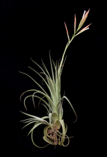 Load image into Gallery viewer, Tillandsia Balsasensis-Large plants