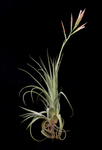 Tillandsia Balsasensis-Large plants