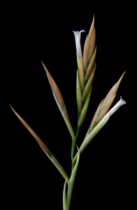 Tillandsia Balsasensis-Large plants