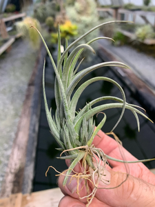 Tillandsia Balsasensis-Small plants