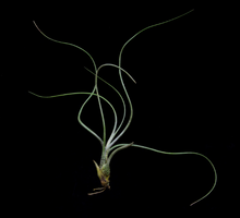 Load image into Gallery viewer, Tillandsia Butzii